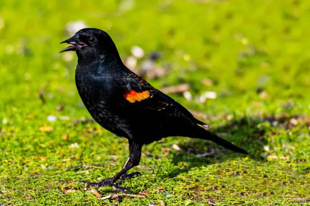 Photo of Tricolored Blackbird
