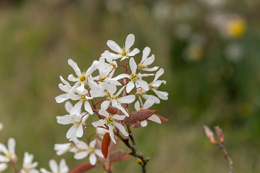 Close up of smooth serviceberry (amelanchier laevis) flowers in bloom
