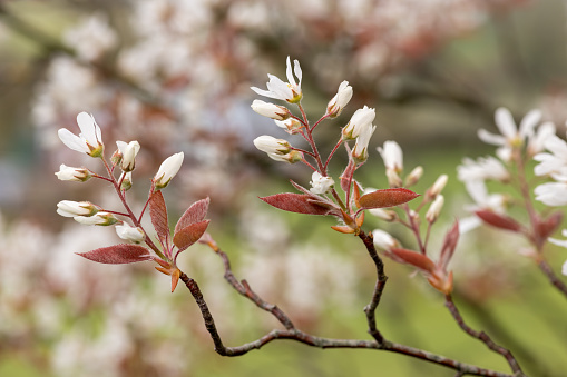 Close up of smooth serviceberry (amelanchier laevis) flowers in bloom