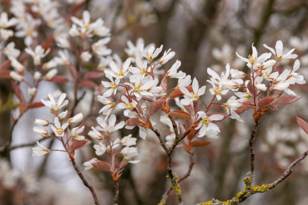 istock Smooth serviceberry (amelanchier laevis) flowers 1315238410