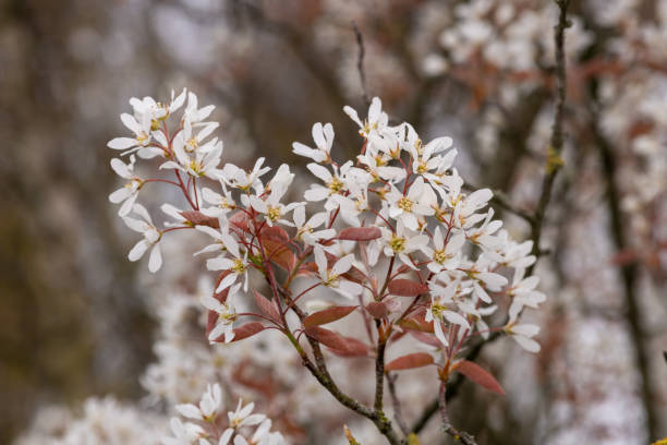 istock Smooth serviceberry (amelanchier laevis) flowers 1315238414