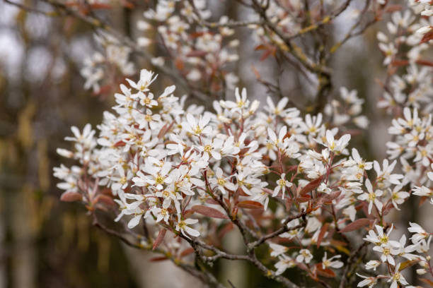 istock Smooth serviceberry (amelanchier laevis) flowers 1315238433