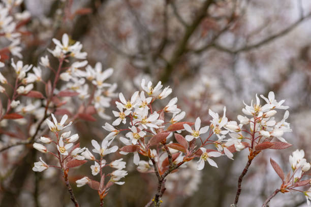 istock Smooth serviceberry (amelanchier laevis) flowers 1315238451