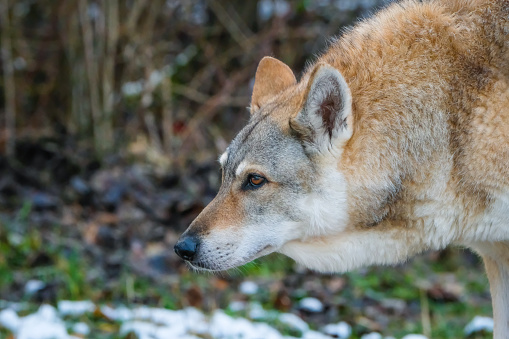 Saarloos / Wolfhound Portrait, side view of female Saarloos, Saarloos in the snow, blurred background