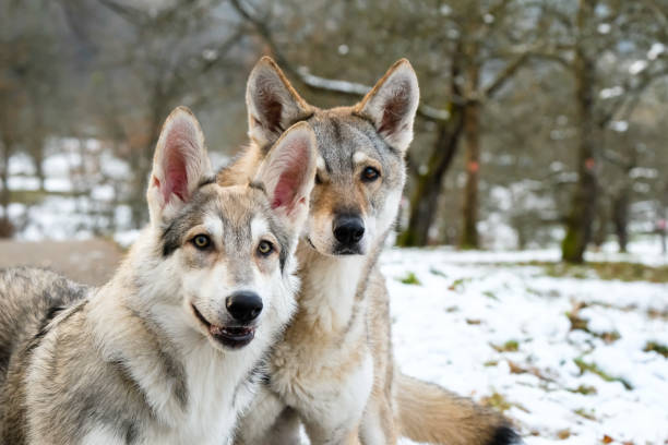 deux sarre-saarloos / wolfhounds dans la neige - louveteau gris photos et images de collection