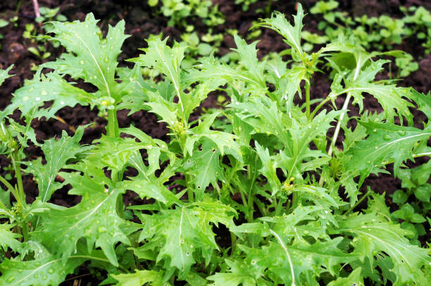 istock Arugula rocket salad Rucola growing in vegetable garden. 1315238883