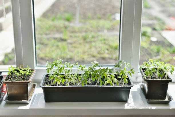 istock Pot with tomato sprouts is on the windowsill 1315238921