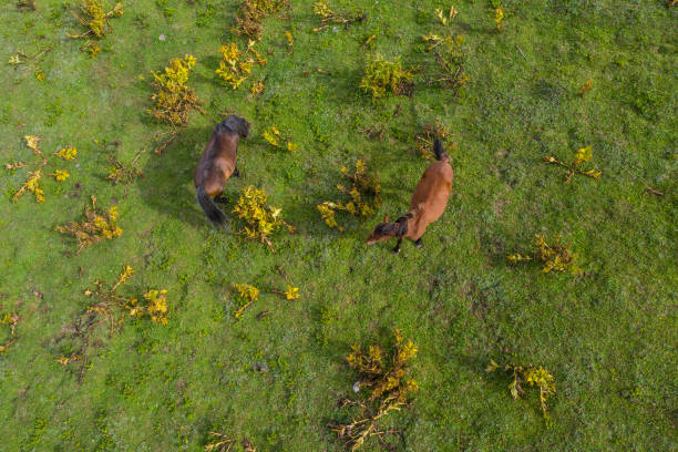 istock Horses on a green meadow view from a drone 1315238963