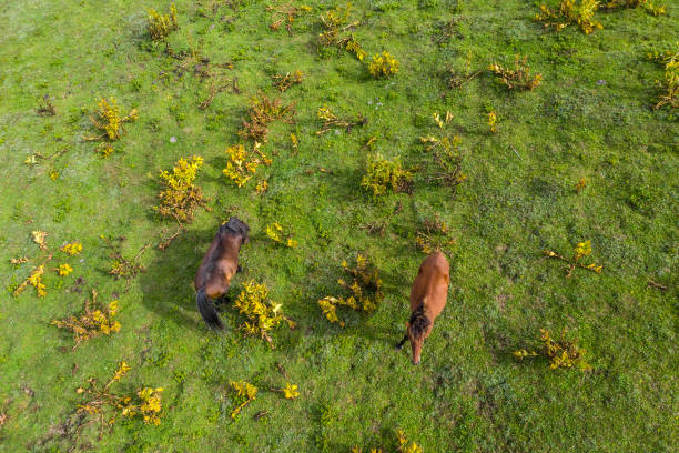 istock Horses on a green meadow view from a drone 1315239029