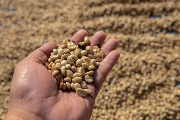 Roasted coffee beans in female hands, background. Horizontal orientation. Fresh aromatic dark coffee. Close-up. Selective focus on hands with coffee bean