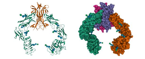 istock Structure of the extracellular segment of human TRKA in complex with nerve growth factor 1315240012