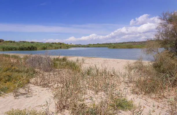 Photo of The “Litorale di Ugento” Regional Nature Park  in Apulia (Italy) boasts sandy beaches, stretches of water and woody areas, wetlands behind the dunes, marshes, areas of woodland and Mediterranean scrub.