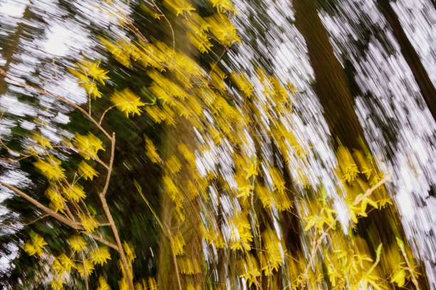 istock It's raining yellow forsythia flowers!   ICM (Intentional Camera Movement) image 1315241559