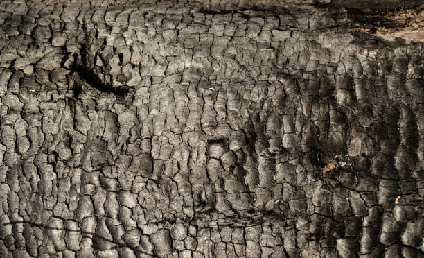 istock Black wood texture of burnt tree after fire. Structure on the surface of charcoal. 1315243568