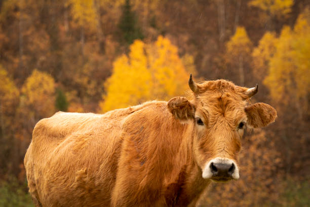 A cow looking at camera. Autumn season an multi colored trees backgrounds in Georgia.