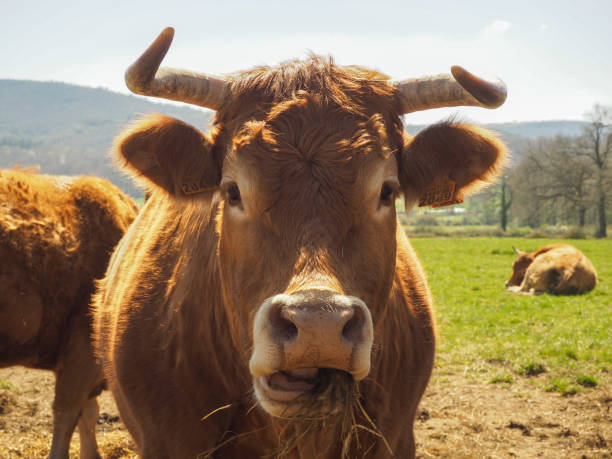 istock Portrait of cow eating 1315243620