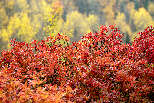 Red color leaves in front of defocused yellow trees in the autumn season, in Georgia. Full frame photograph.
