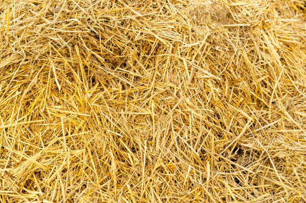istock Hay bale background. Hay texture for agriculture 1315243912