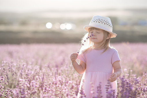 Funny child girl 1-2 year old smelling lavender flower standing in meadow outdoors. Childhood. Summer season.