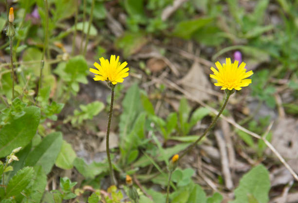 istock Bumble Bee on Yellow Daisy 1315245015