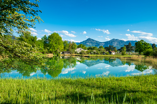 reflection in the calm water of a pond at springtime