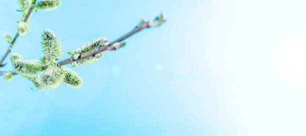 istock Spring border, spring blossom and April floral nature on blue background. Branches of blossoming apricot macro with soft focus. For easter and spring greeting cards with copy space. Springtime. 1315246327
