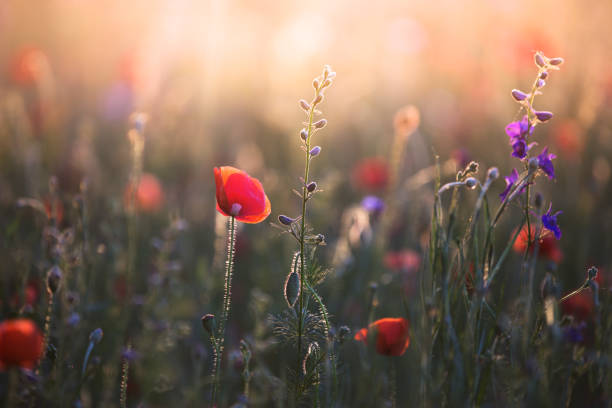 coquelicots au coucher du soleil - wildflower meadow flower poppy photos et images de collection