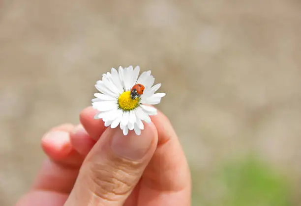 Photo of Ladybug (coccinella) and daisy (leucanthemum)