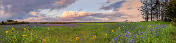 Panoramic rural landscape with a field of phacelia tanacetifolia, sunflower and trees. Violet blooming Phacelia flowers a quick growing green manure crop which attracts insects and bees.
