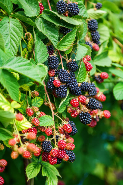 istock Fresh ripe and unripe organic blackberries 1315248769