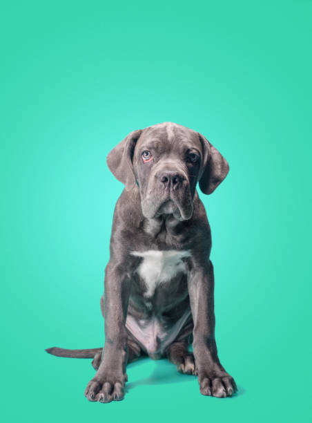 istock one cane corso puppy on a colored background 1315249019