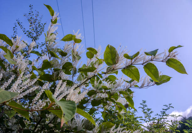 Itea virginica shrub in autumn. A flowering ornamental shrub with white flowers stock photo