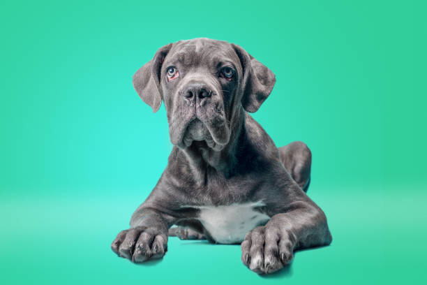 istock one cane corso puppy on a colored background 1315250350