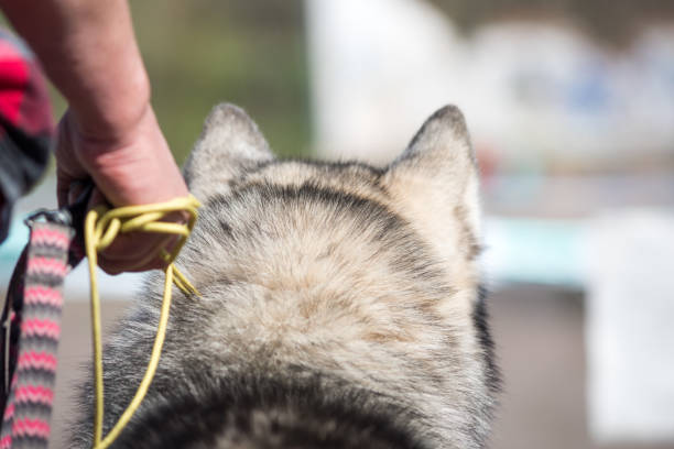 istock head of a big dog for a walk back view 1315250374