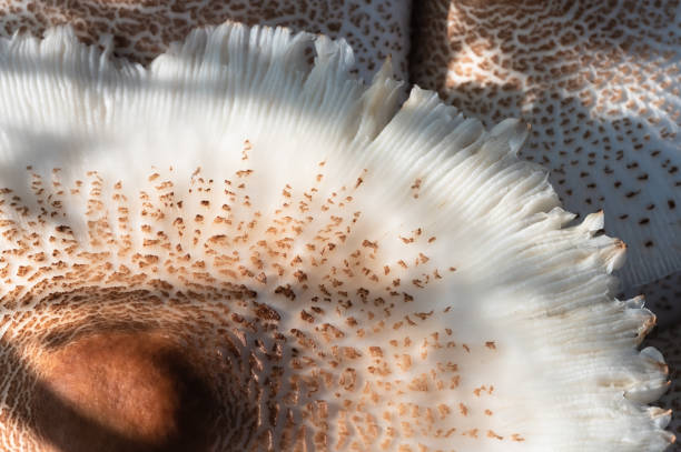 istock Nature Abstract: Caps of a Parasol Mushroom 1315250533