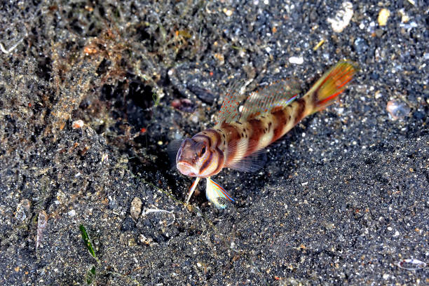 A picture of a broad banded shrimp goby in the sand A picture of a broad banded shrimp goby in the sand shrimp goby stock pictures, royalty-free photos & images
