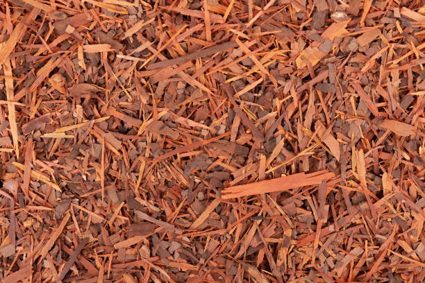 istock Lapacho herbal tea background. Natural Taheeboo dry tea. Pau d'arco herb. Tabebuia heptophylla. 1315251455