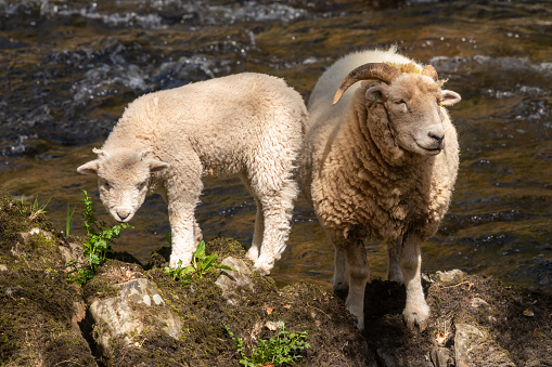 Portrait of a ewe and a lamb standing on a rock on a riverbank