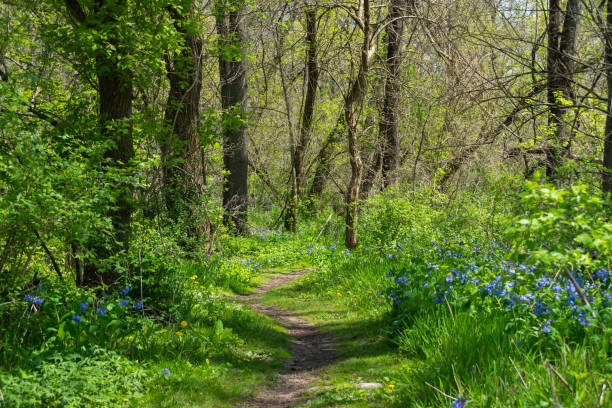 Hiking trail in the park. Hiking trail through the woodlands on a beautiful Spring morning. Franklin Creek State Natural Area, Franklin Grove, Illinois illinois nature stock pictures, royalty-free photos & images
