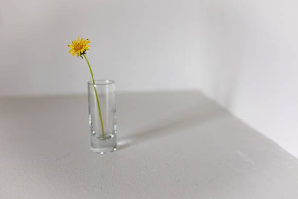 Common lawn weed dandelion cut with a long stem placed in a shot glass casting shadow  in a white room corner with plenty of copy space around it