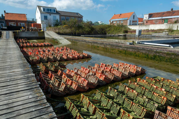 austern anbauen systeme, halten austern in beton-austerngruben, wo sie in kisten in ständig erfrischten wasser gelagert werden, frische austern bereit zum verkauf und verbrauch - ebb tide stock-fotos und bilder