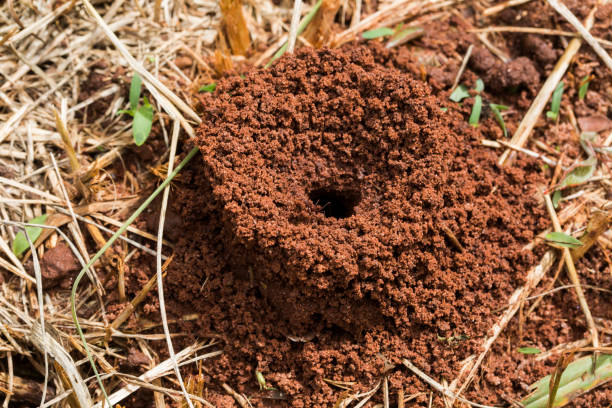 istock Ants in the nest 1315252950