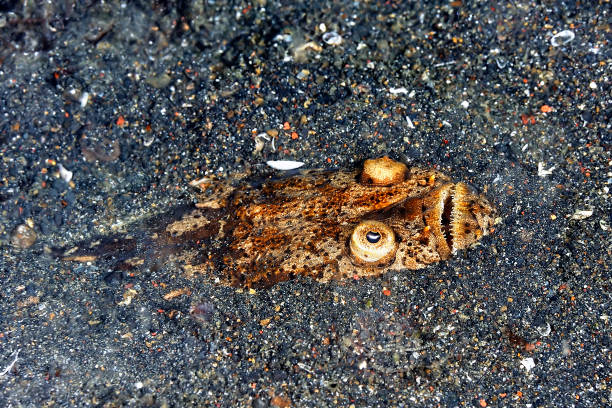 A picture of an scary stargazer hidden in the sand A picture of an scary stargazer hidden in the sand stargazer fish stock pictures, royalty-free photos & images