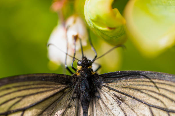 istock black swallowtail butterfly and enkianthus 1315253155