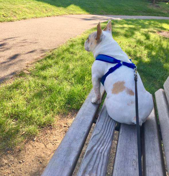 istock French Bulldog on bench 1315253799