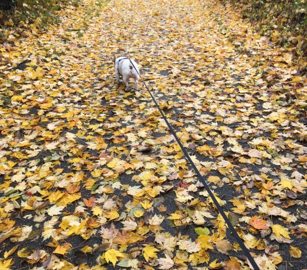 istock French Bulldog walking in fall leaves 1315253802