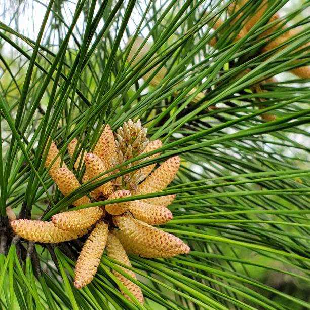 Pine cones forming on tree stock photo