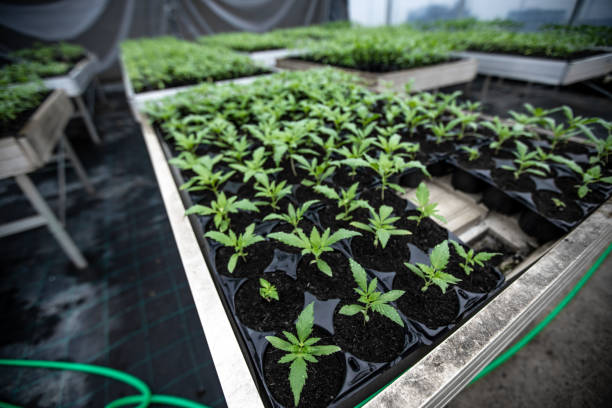 istock Cannabis Seedlings Growing in Greenhouse 1315254103
