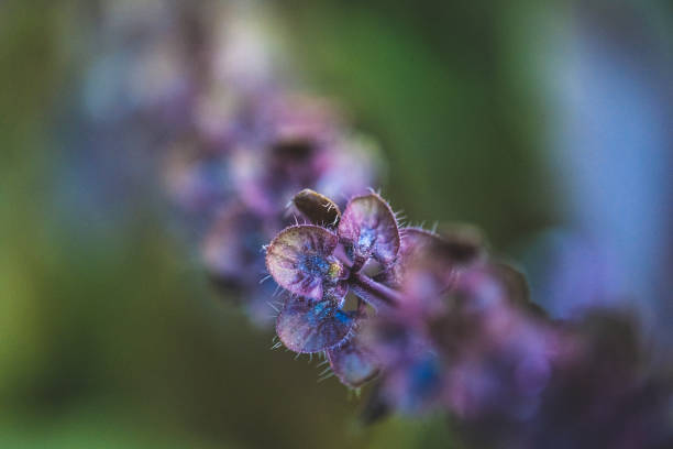 Ocimum tenuiflorum extreme closeup