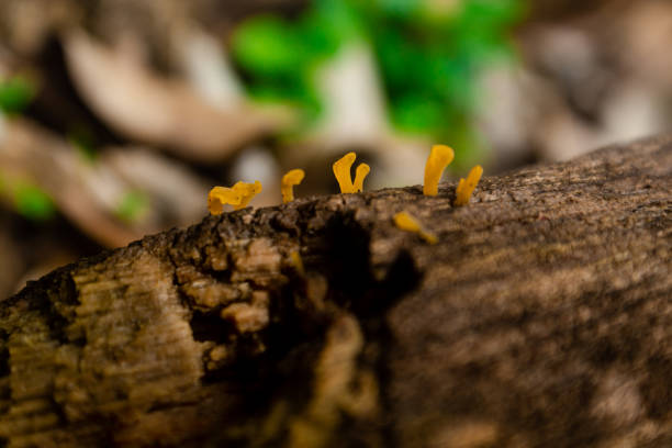 istock Small orange mushroom on dry tree trunk 1315255109